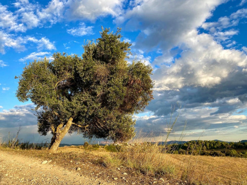 Gener: Camí de Sant Ermengol