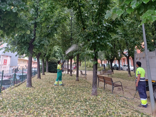 Duem a terme una actuació preventiva als til·lers de la plaça de la Constitució del nostre municipi