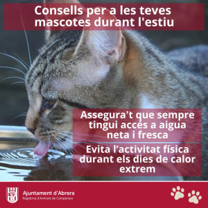 Consells per a les teves mascotes durant l'estiu