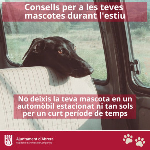 Consells per a les teves mascotes durant l'estiu