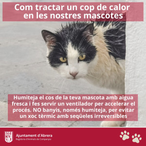 Consells per a les teves mascotes durant l'estiu