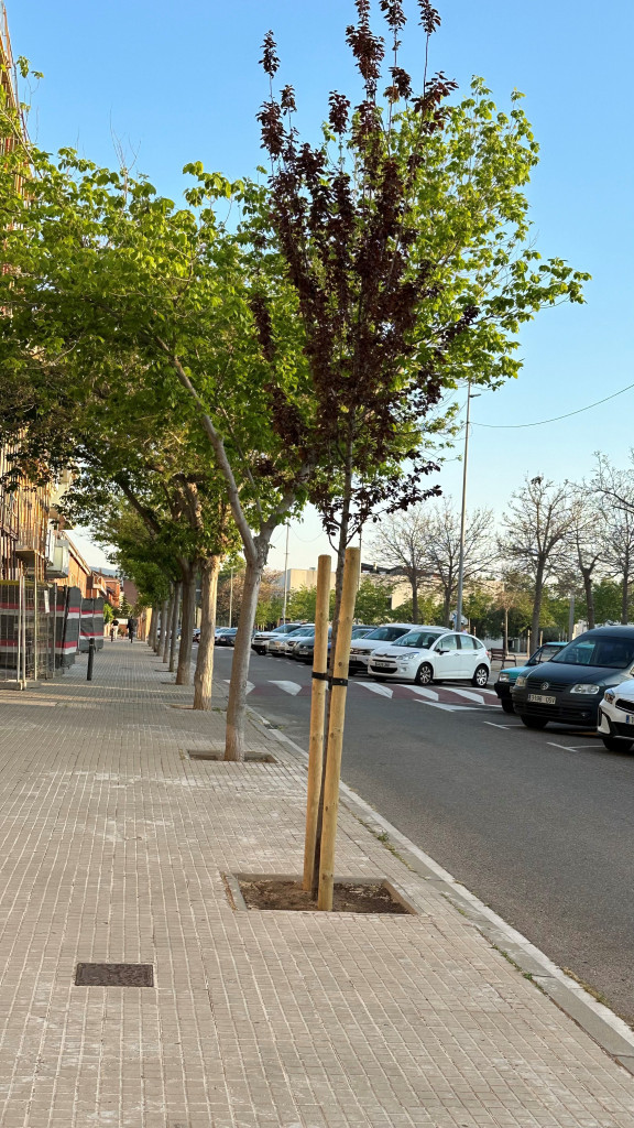 Des de l’Ajuntament d’Abrera realitzem la plantació d'arbres com una mesura fonamental per a promoure la sostenibilitat ambiental, avançar en els ODS i crear refugis climàtics