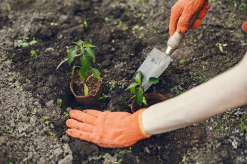 Ajornem la plantada d'arbres programada pel proper diumenge 26 de març, per l'actual estat de sequera