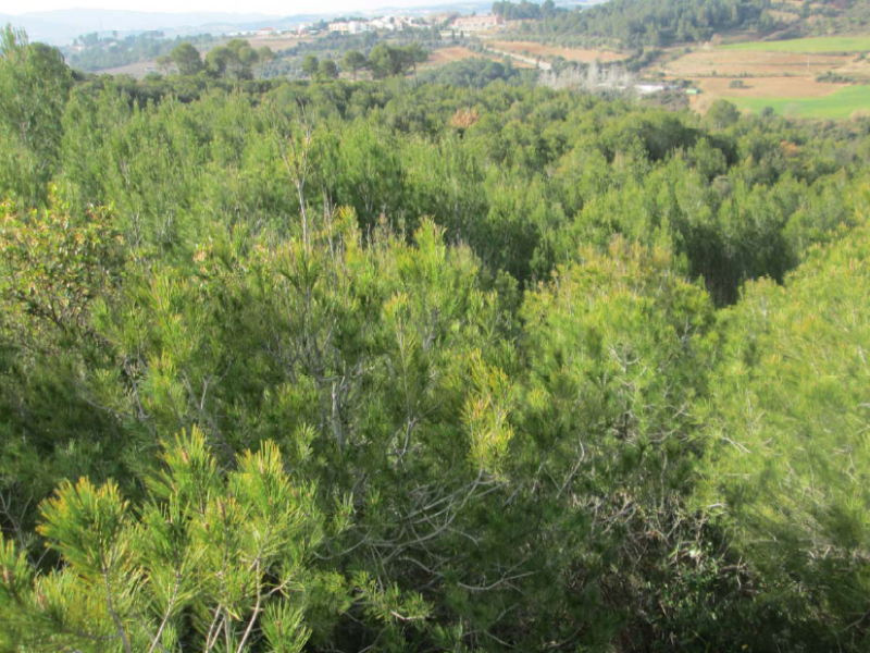 Massa forestal Abrera