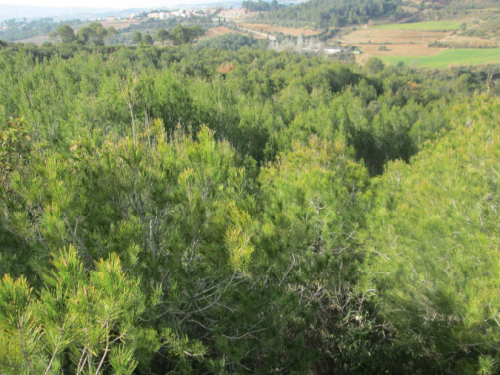 Massa forestal Abrera