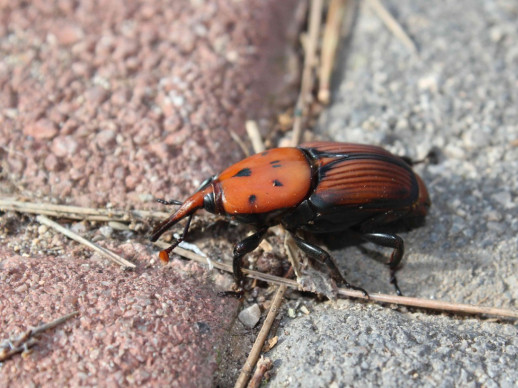 Morrut de les Palmeres