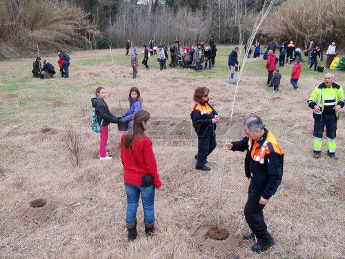 plantada arbres