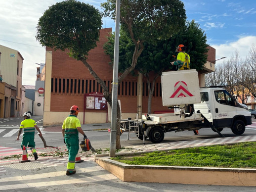 Mantenim l'espai públic net i segur amb la realització dels treballs de poda a l'arbrat públic a tot el municipi