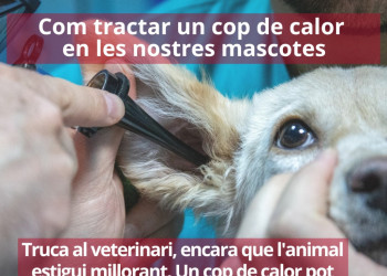 Consells per a les teves mascotes durant l'estiu